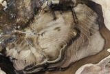 Petrified Wood (Cherry) Slab - McDermitt, Oregon #85929-1